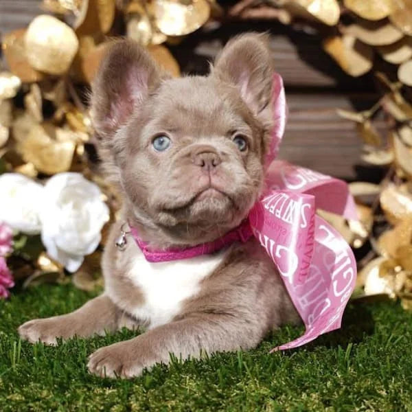 how much is a isabella fluffy french bulldog?